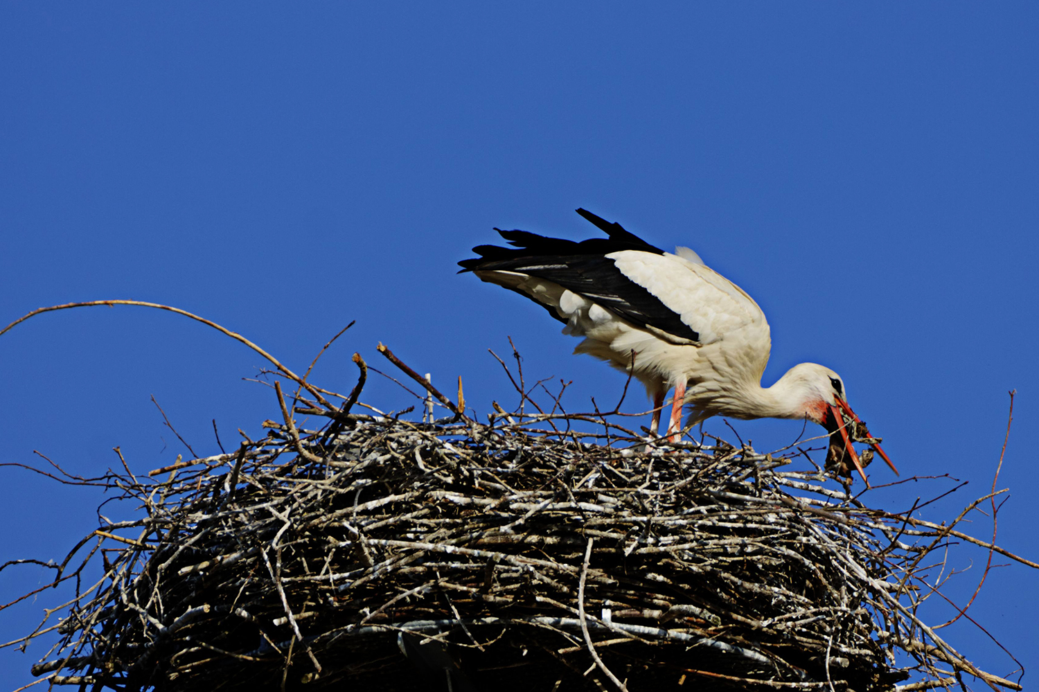 Storchenfütterung