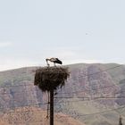 Storchenfütterung - Armenien