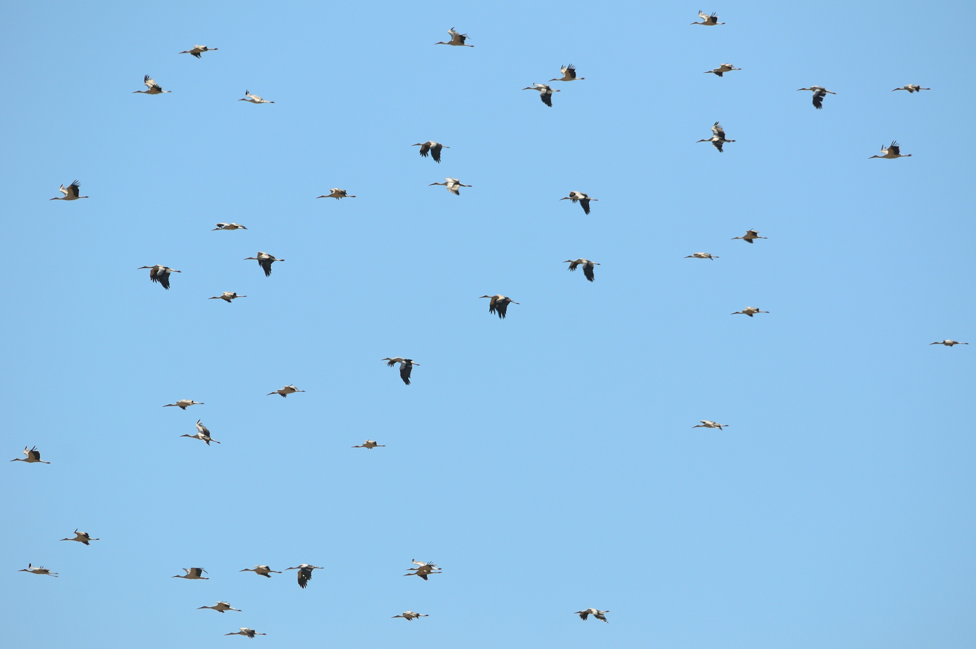 Storchenhimmel,  Stork heaven, cielo de cigüeña, 