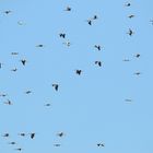 Storchenhimmel,  Stork heaven, cielo de cigüeña, 