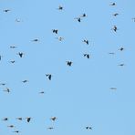 Storchenhimmel,  Stork heaven, cielo de cigüeña, 