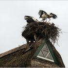 Storchenhorst auf reedgedecktem Dach  .....