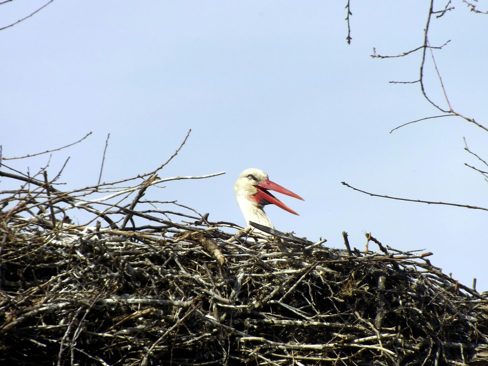 Storchenjunges