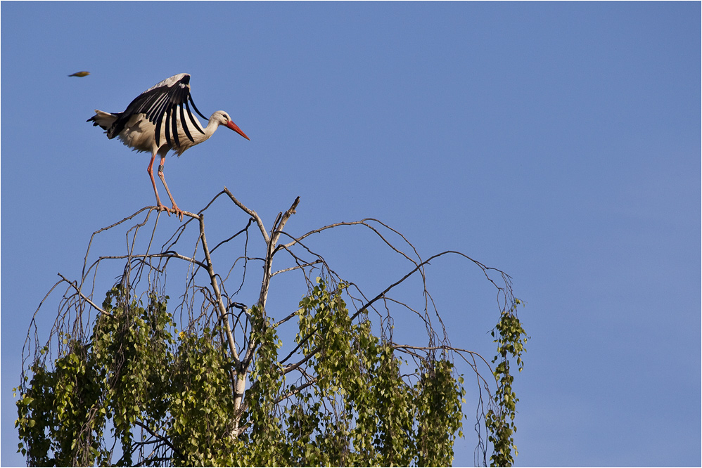 Storchenkinder (3) ... oder: