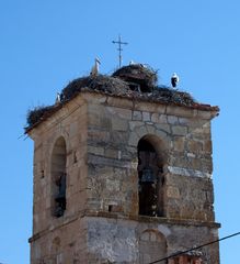 Storchenkolonie auf dem Kirchturm