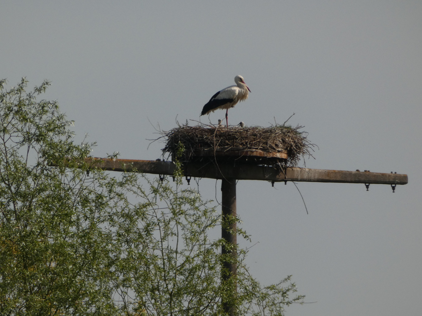 Storchenküken im Horst an der Hammer Lippeaue