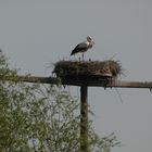 Storchenküken im Horst an der Hammer Lippeaue