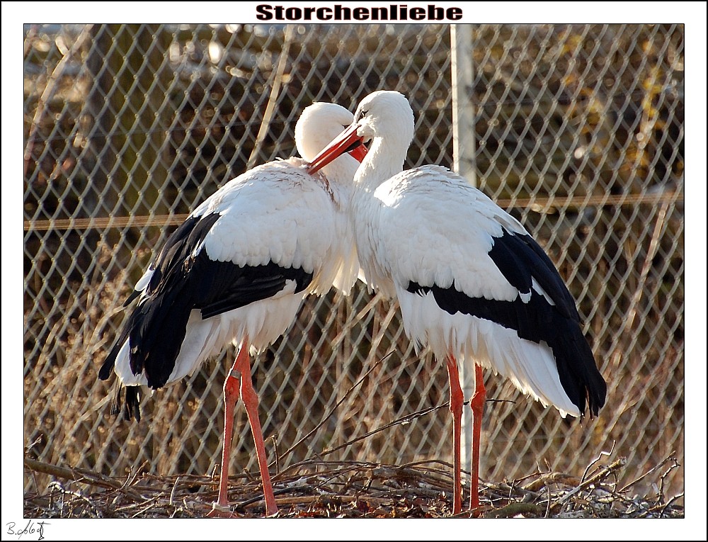 Storchenliebe