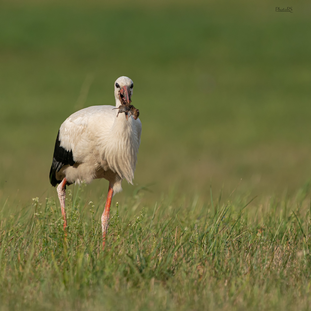 Storchenmahlzeit Foto & Bild tiere, wildlife, wild lebende vögel