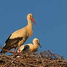 Storchenmama mit ihren Kleinen