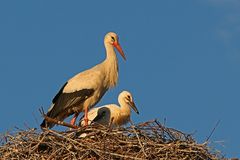 Storchenmama mit ihren Kleinen