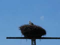 Storchenmama mit Jungem