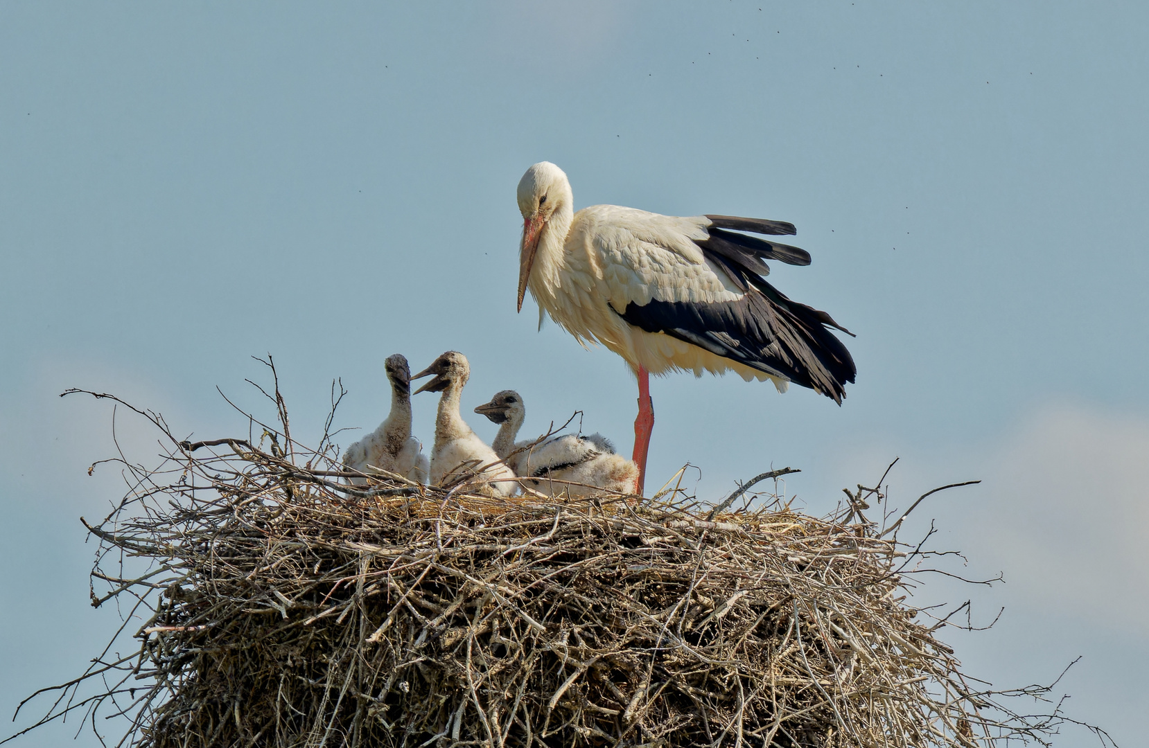 Storchenmama mit Nachwuchs