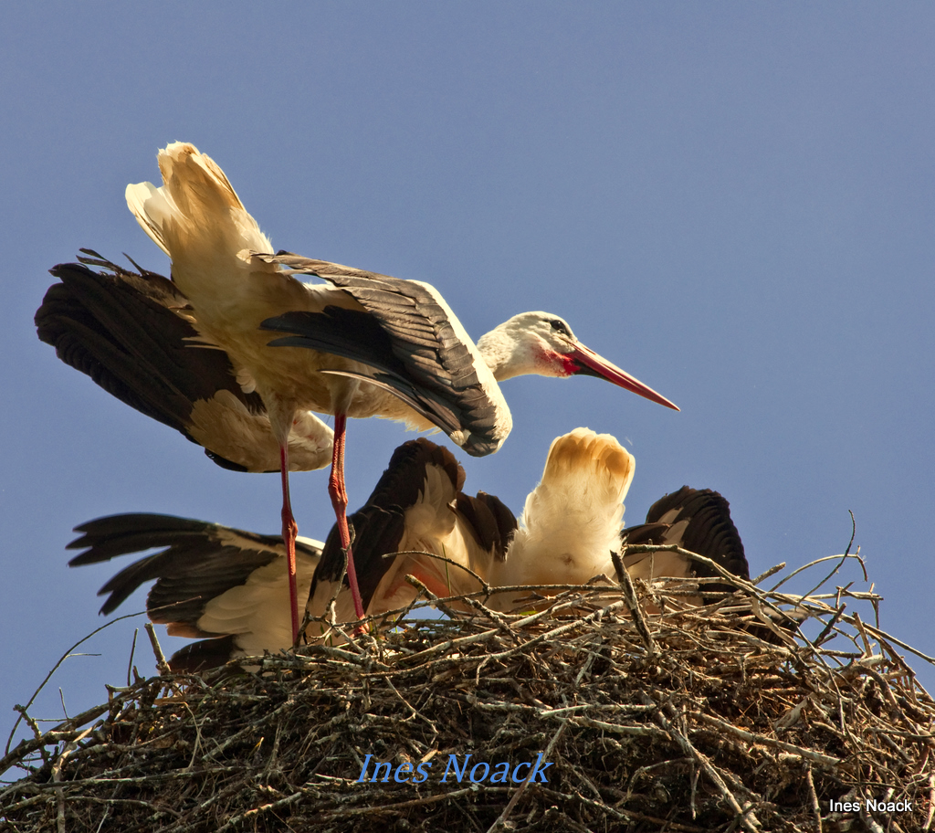 Storchenmutter mit Kindern