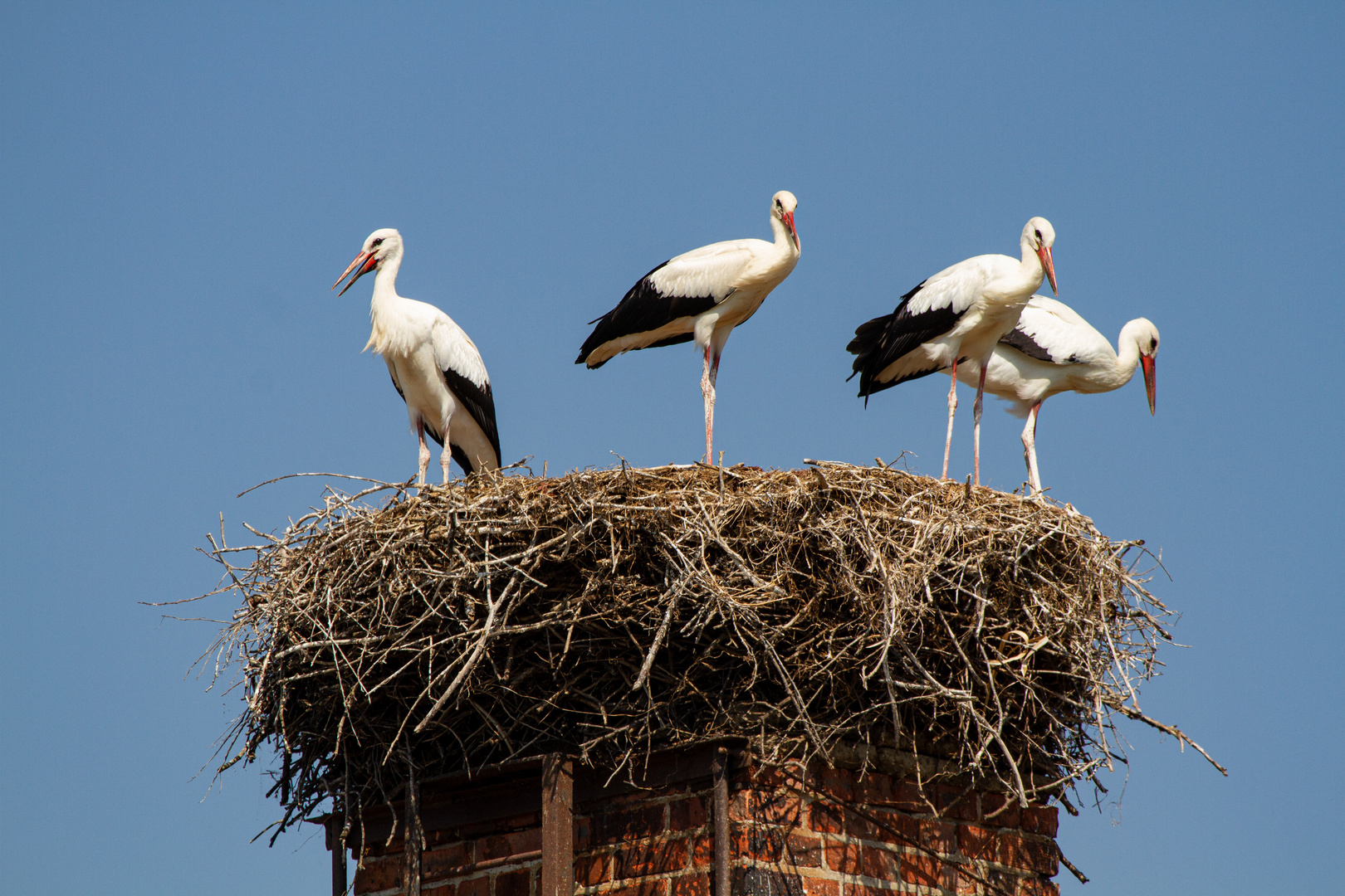 Storchennachwuchs