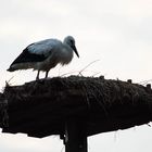 Storchennachwuchs im Bremer Blockland