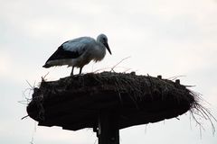 Storchennachwuchs im Bremer Blockland