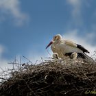 Storchennachwuchs in Wilhelmsglücksbrunn