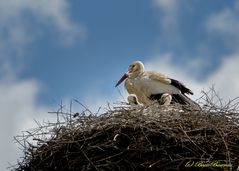 Storchennachwuchs in Wilhelmsglücksbrunn