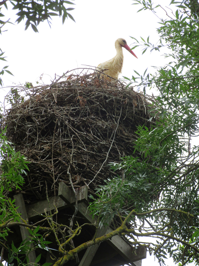 Storchennest