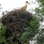 Storchennest