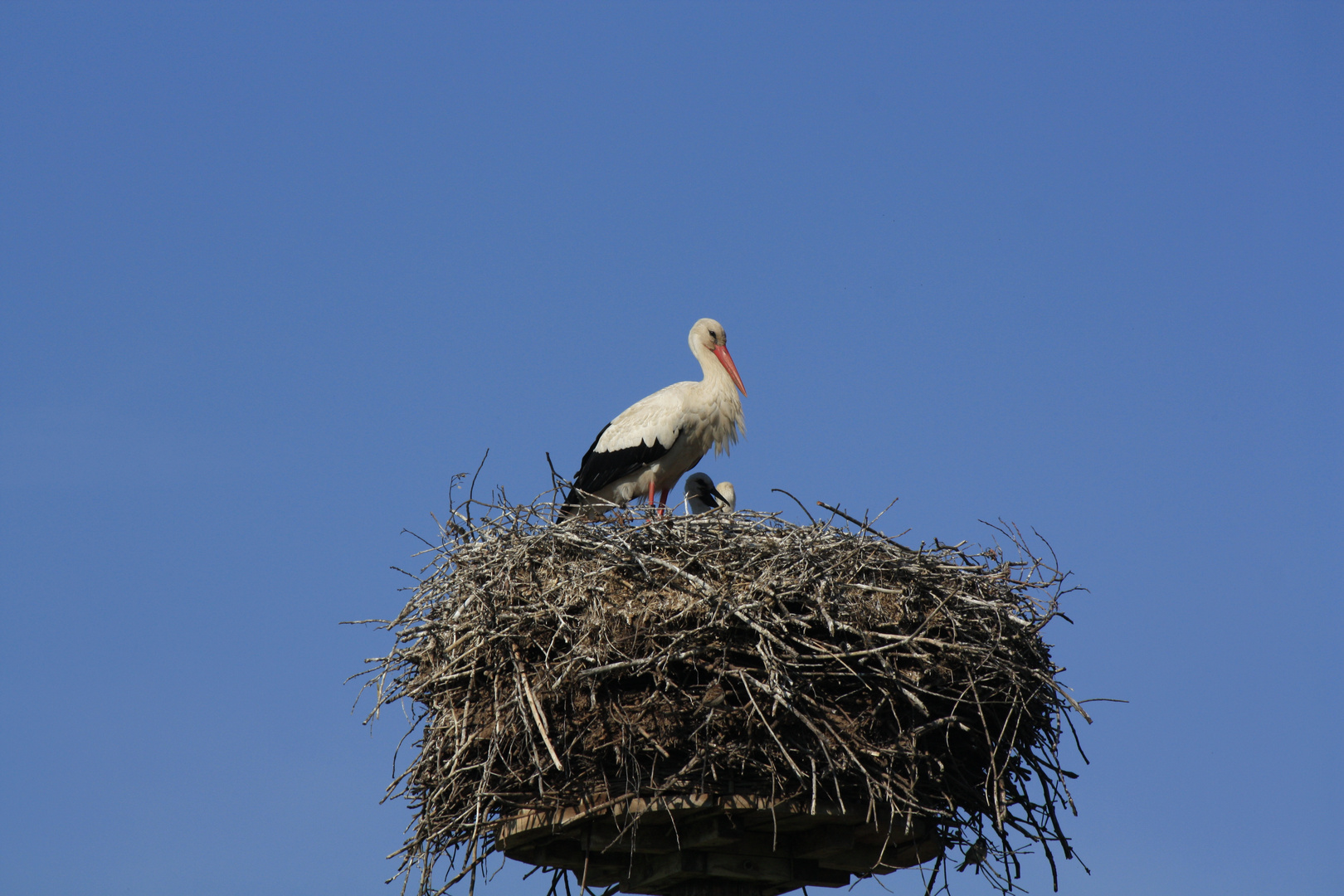 Storchennest