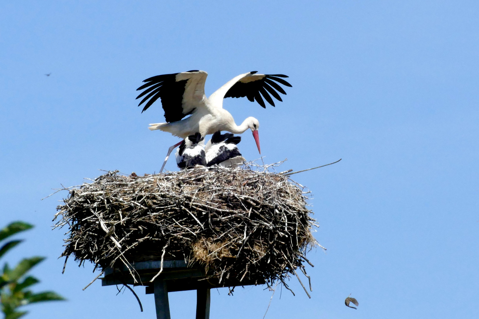 "Storchennest"