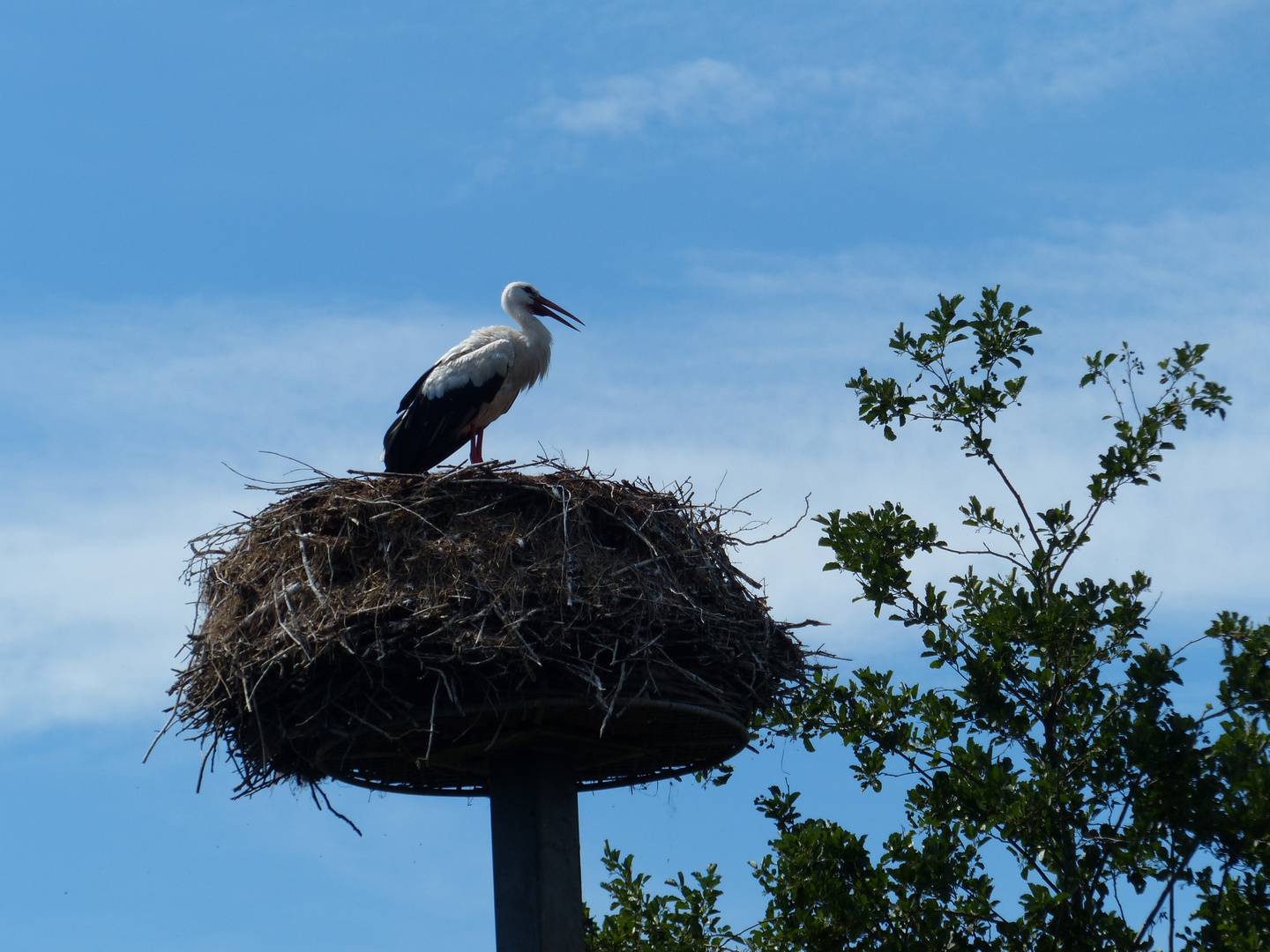 Storchennest