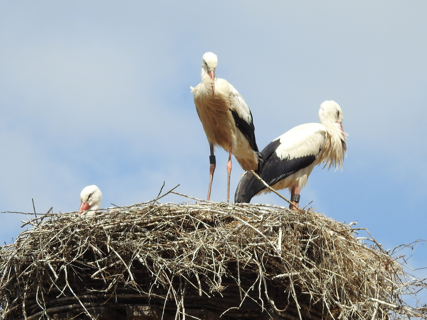 Storchennest