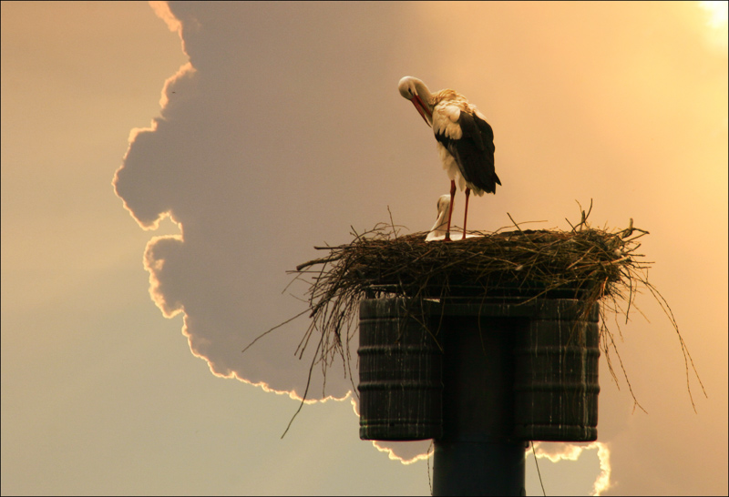 Storchennest