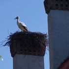 Storchennest 2