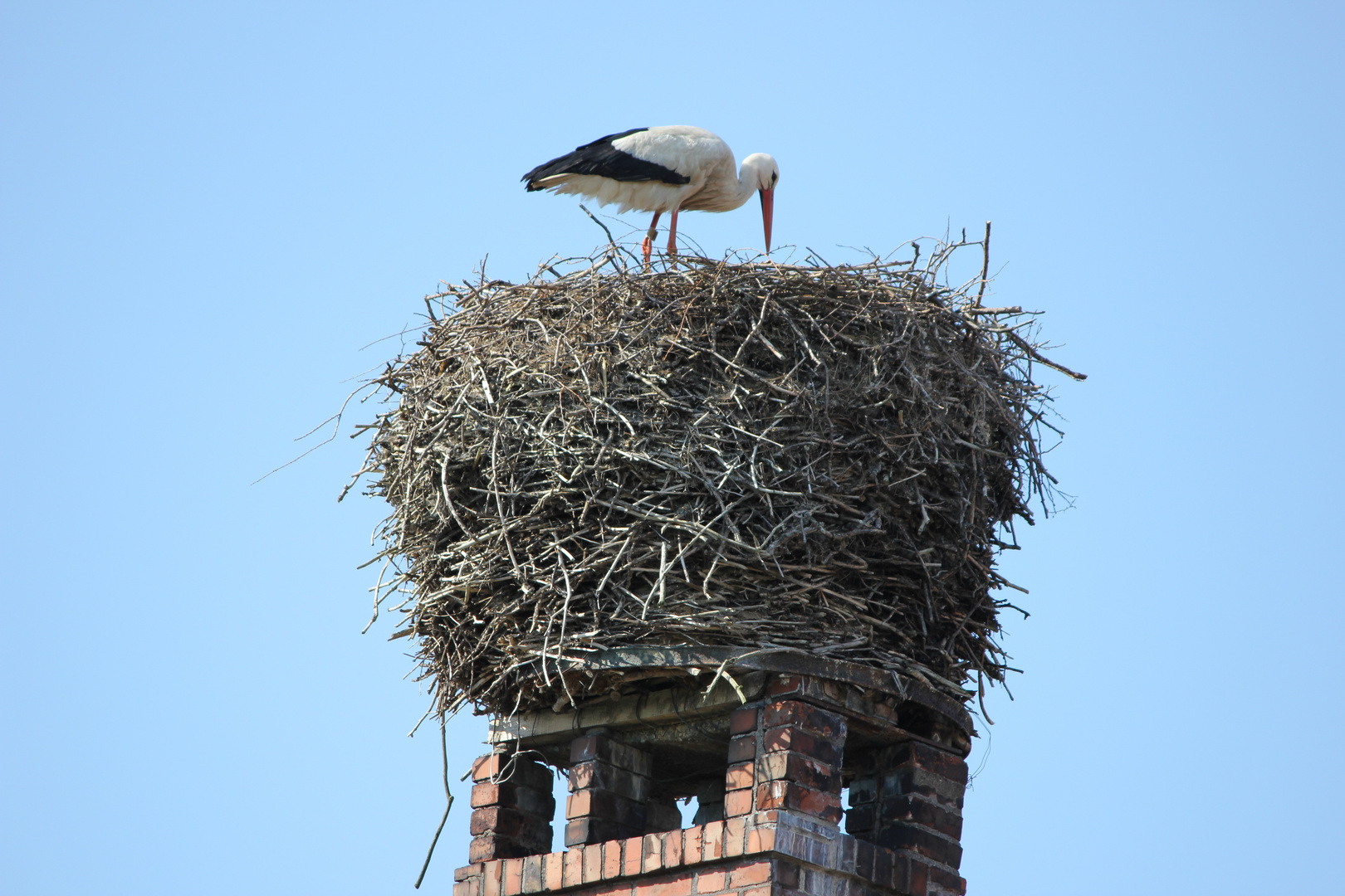 Storchennest 2