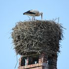 Storchennest 2