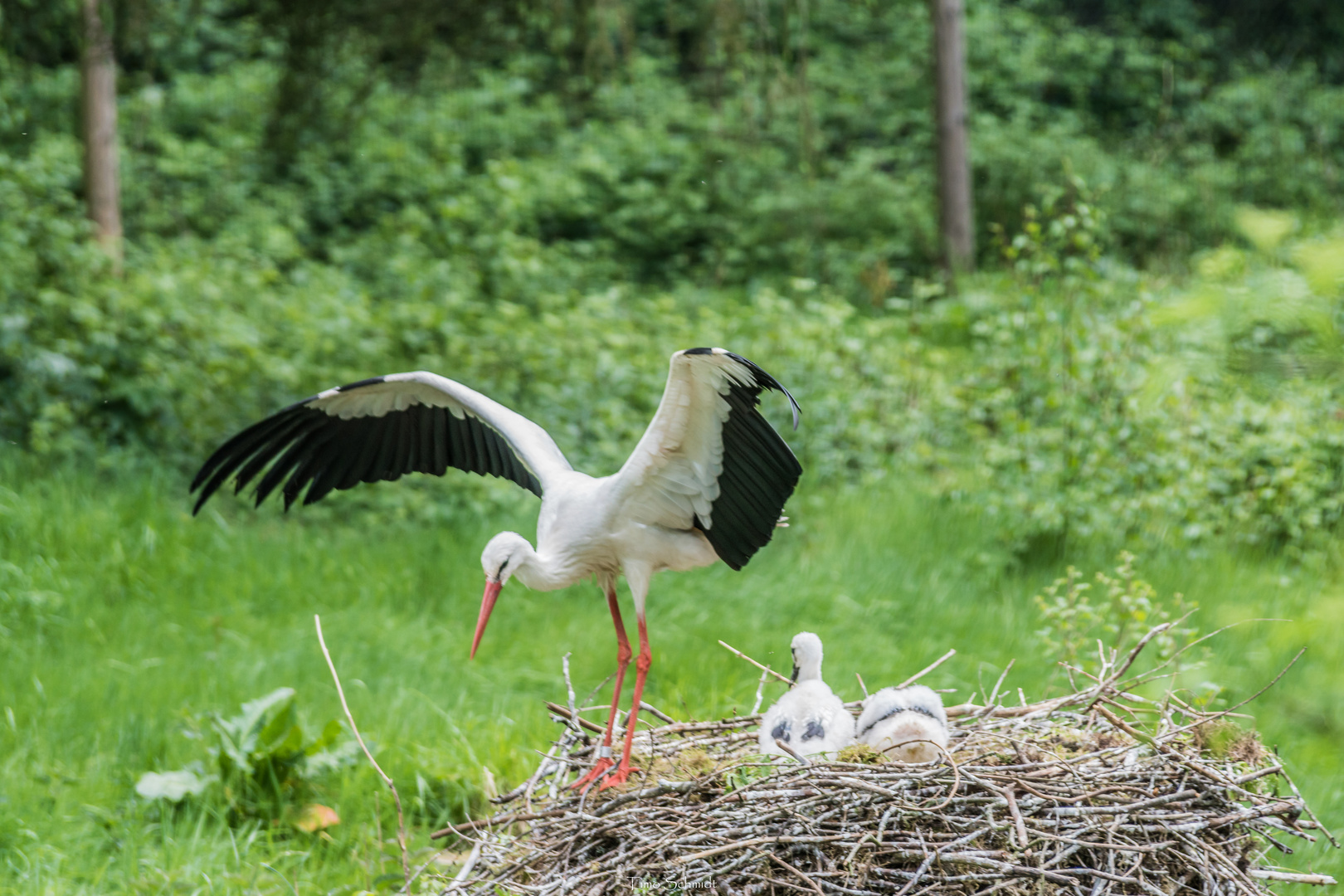 Storchennest 