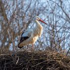 Storchennest