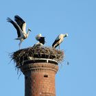 Storchen:nest