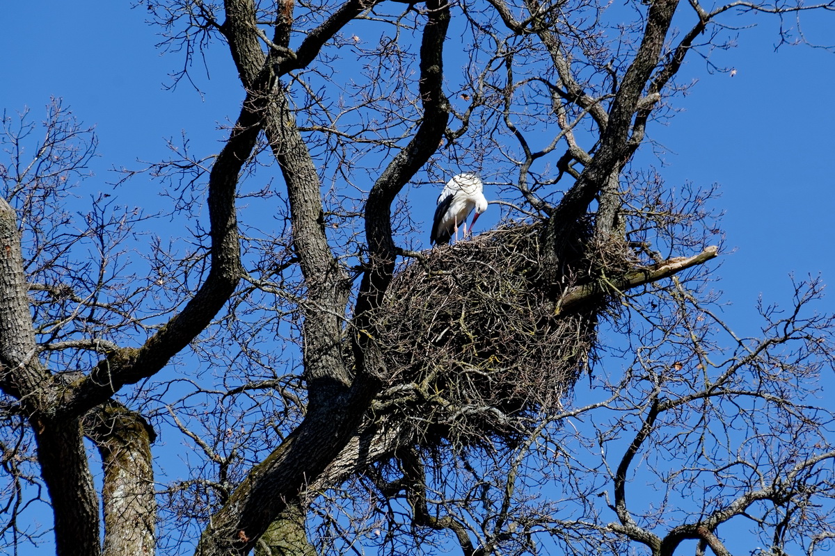 Storchennest