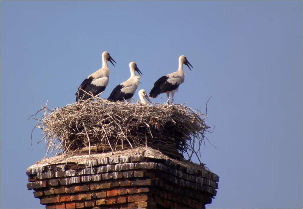 Storchennest