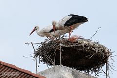 Storchennest