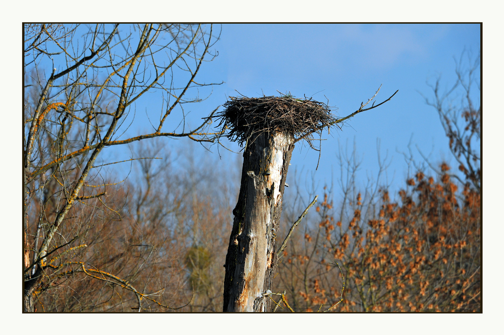 Storchennest