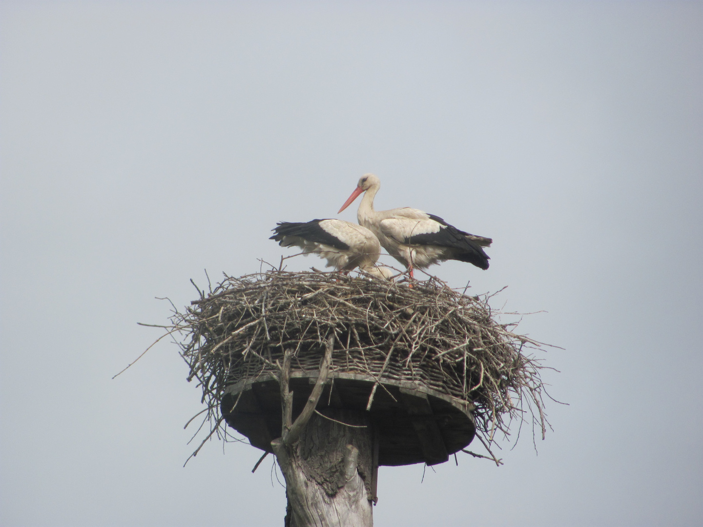 Storchennest