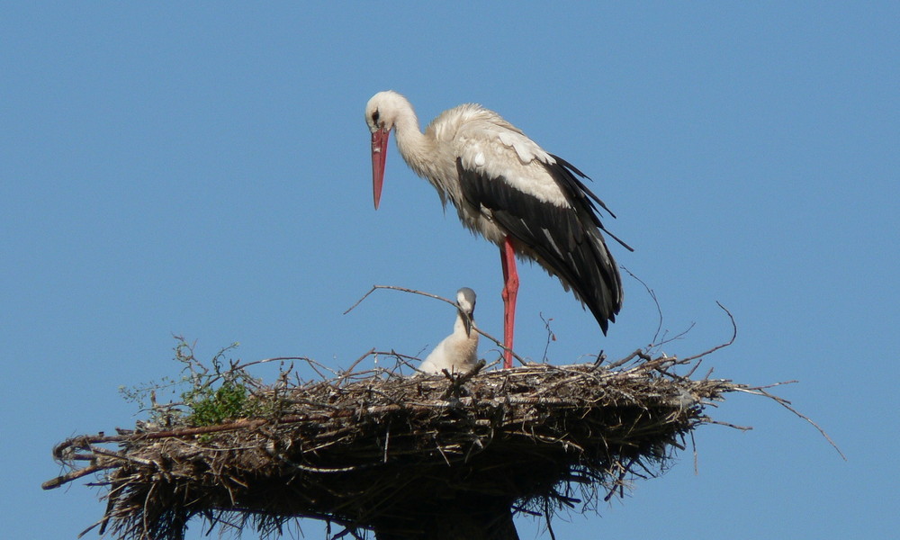 Storchennest