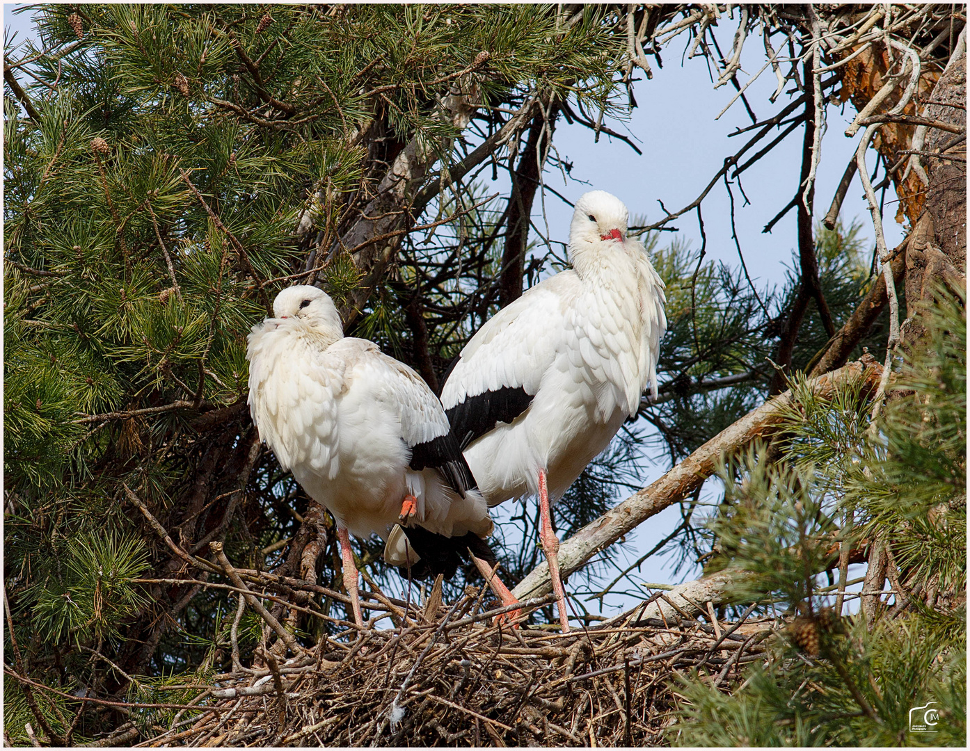 Storchennest