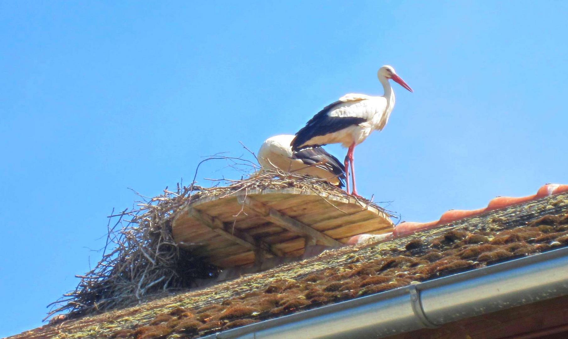 Storchennest