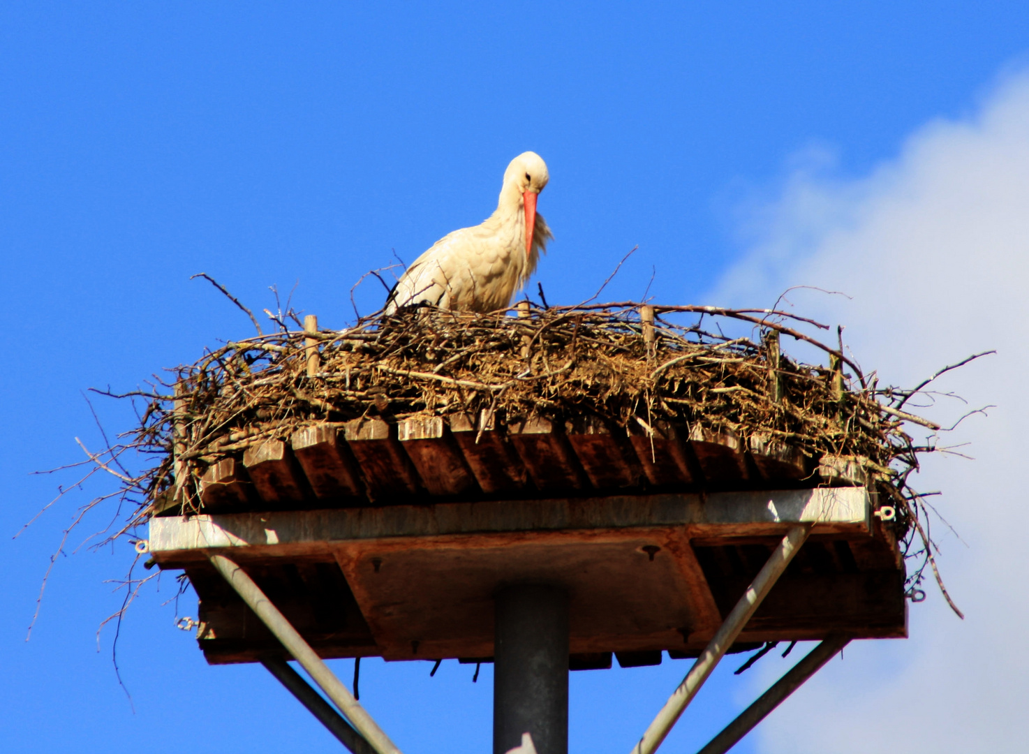 Storchennest