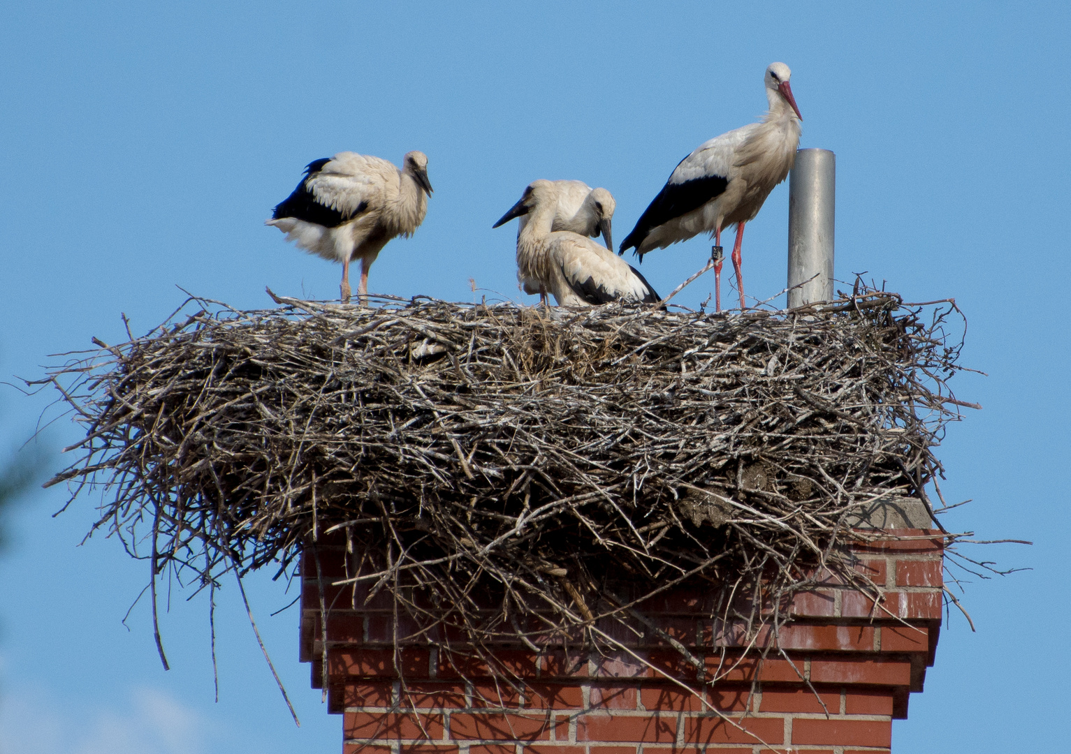 Storchennest