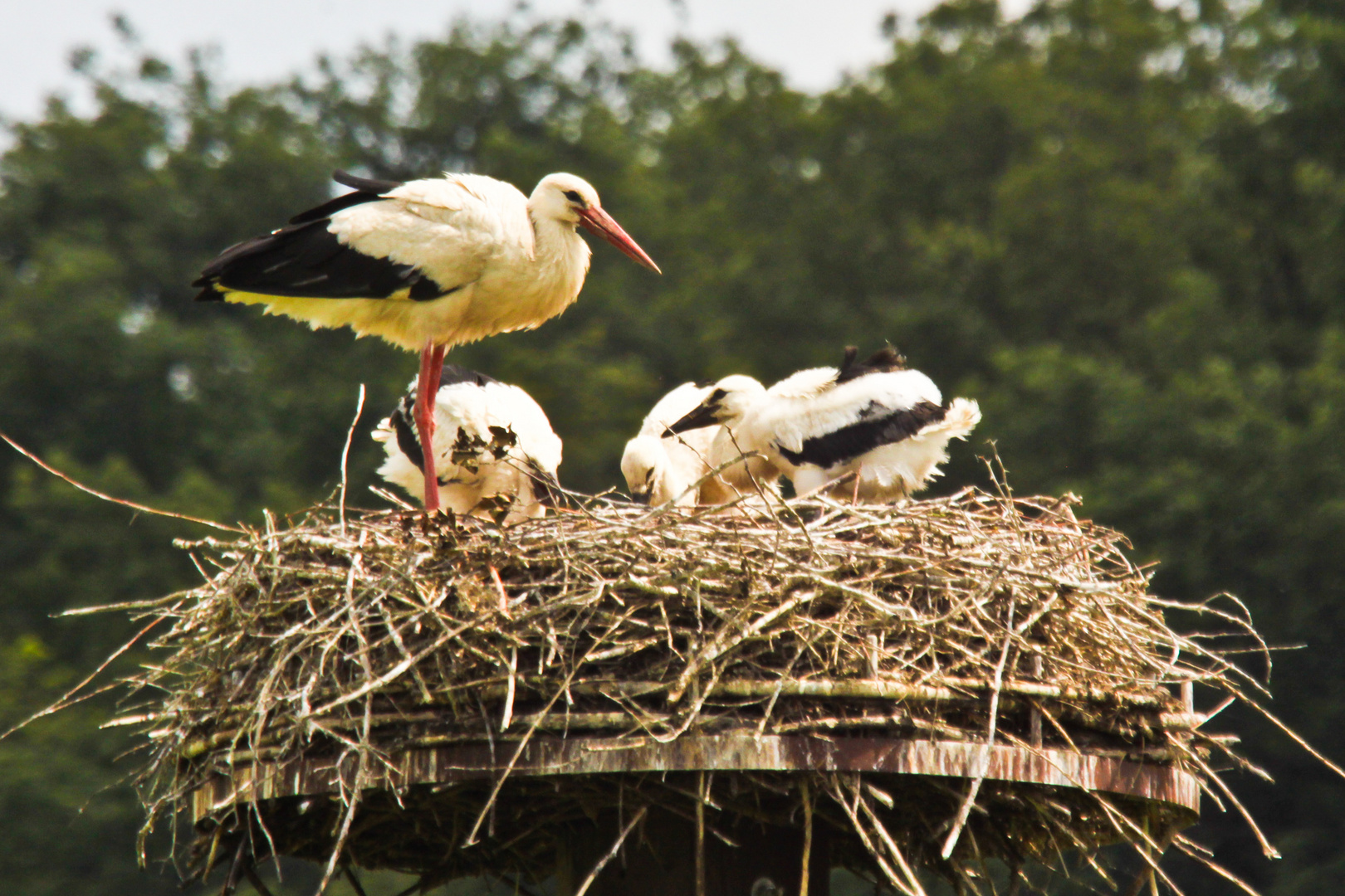 Storchennest