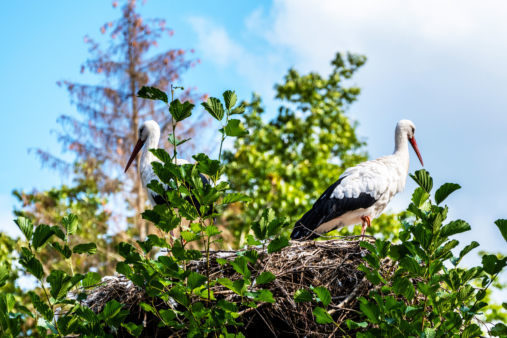 Storchennest