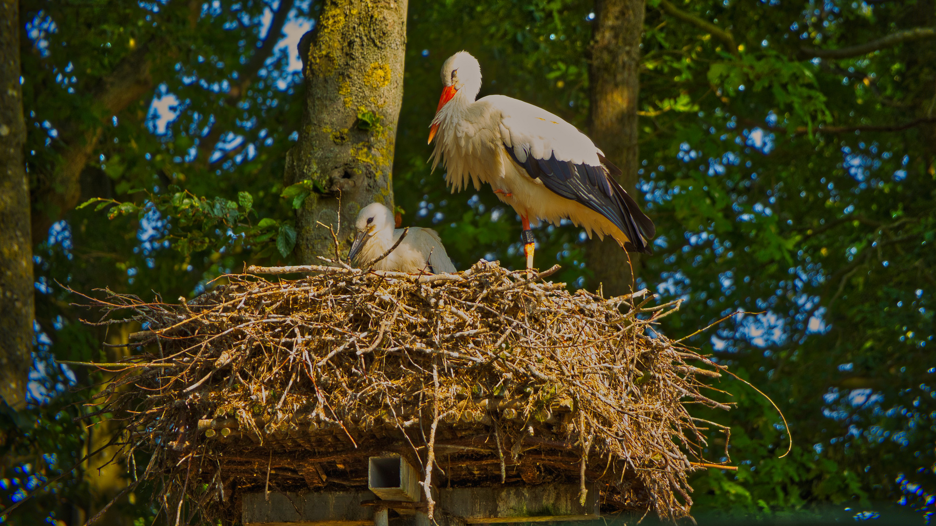 Storchennest