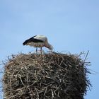 Storchennest